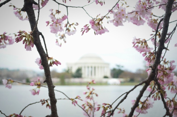 cherry blossoms framing the jefferson monument in a heart shape, washington dc, travel photographer, cherry blossoms, travel, travel blogger, japanese cherry blossoms, japan, japanese, travel photography, architectural photography, jefferson monument, thomas jefferson, thomas jefferson cherry blossoms, jefferson monument cherry blossoms